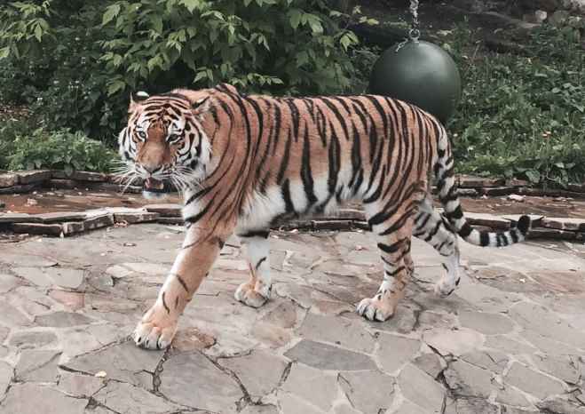 Тигр Умар из Московского зоопарка улетел в зоопарк Денвера