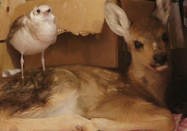 В контактном зоопарке Иркутска подружились косуля и чайка