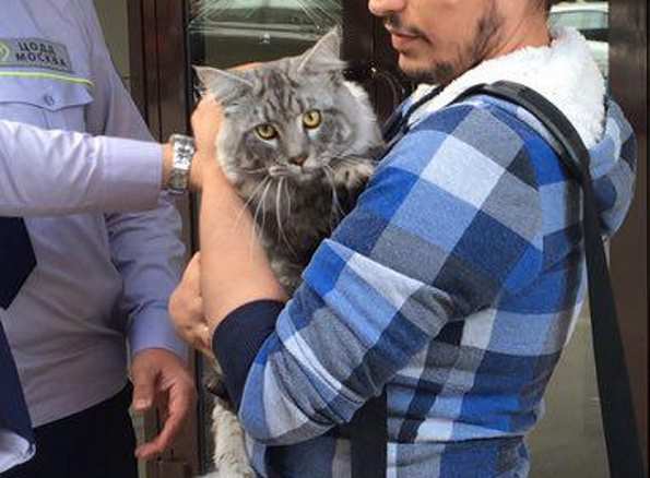 В Москве дорожный патруль спас кота мейн-куна, застрявшего в ограждении дороги