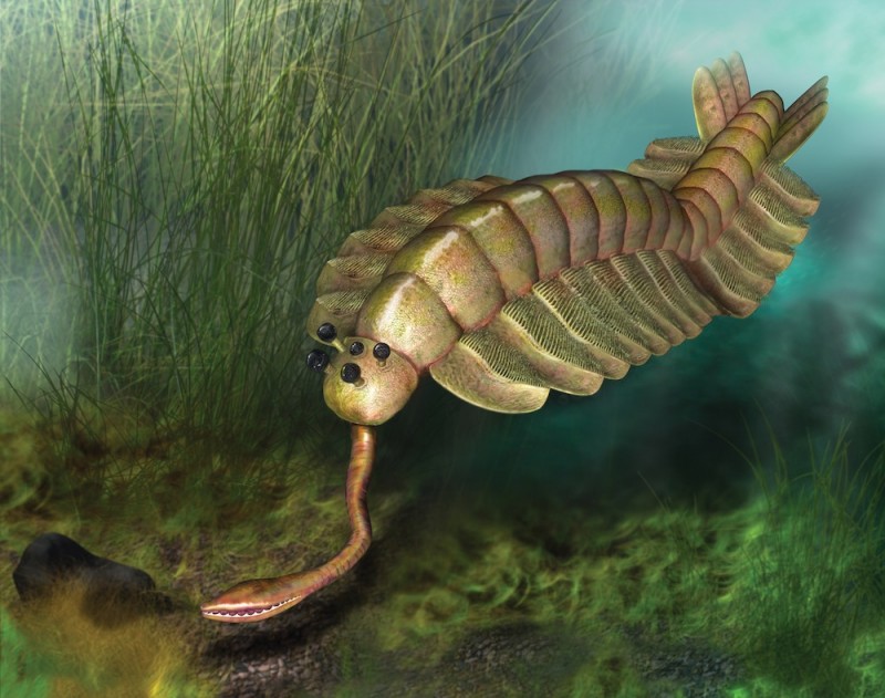 Самые необычные из древнейших живых существ