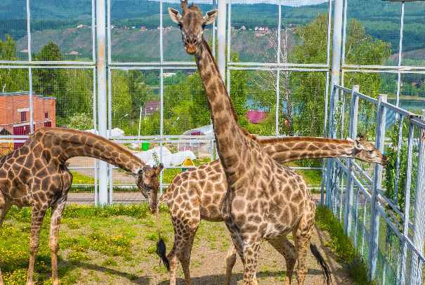 Жирафе Принцессе из красноярского зоопарка под наркозом подстригли отросшие копыта
