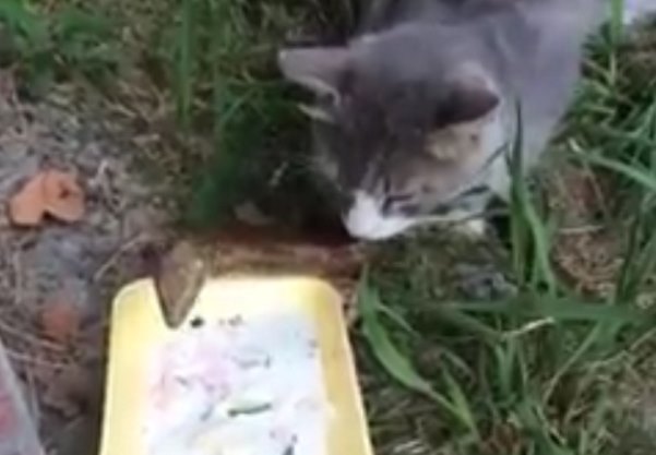 В Сочи сняли на видео как кошка и безногая ящерица желтопузик вместе пьют из миски