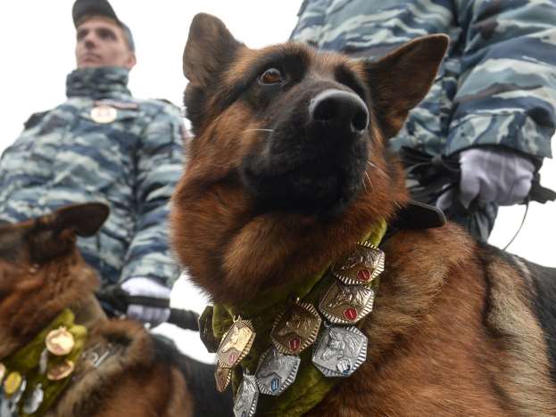 В Кемерово служебный пес несколько километров преследовал гр...