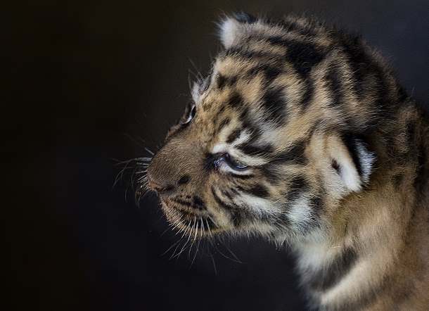 В Барнаульском зоопарке родились амурские тигрята