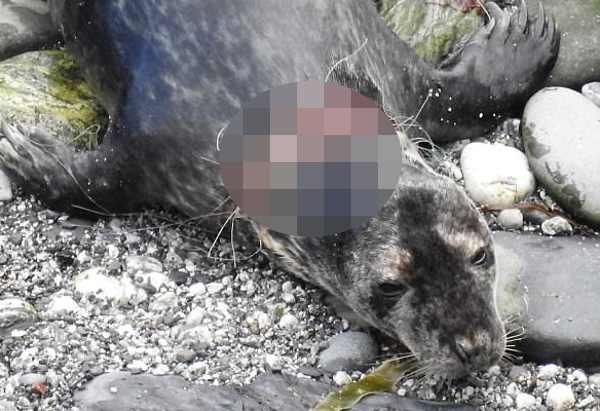 В Великобритании зоозащитники спасли тюленя от сети, которая чуть не разрезала животному горло