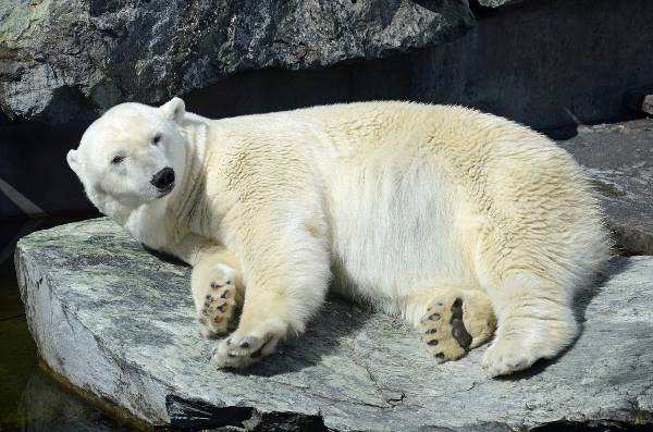 В Норвегии гида оштрафовали за то, что вспугнул белого медведя