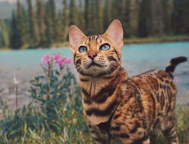 Сьюки - кот путешественник: Красивый кот на фоне красивых пейзажей