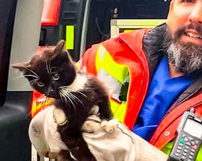 В Германии полицейские перекрыли участок автобана ради спасения котенка