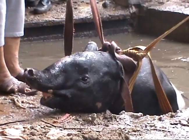 На Суматре из ямы с водой спасли застрявшего тапира, который пытался сбежать из зоопарка
