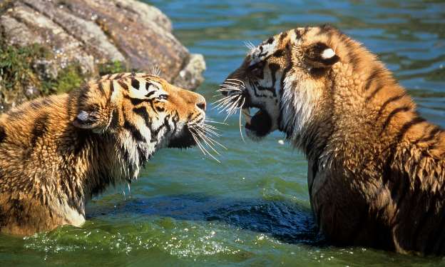 В Казахстан вернут тигров спустя 70 лет после их полного исчезновения