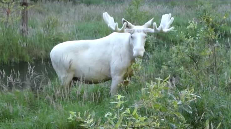 В Швеции сняли на видео переходившего ручей белого лося
