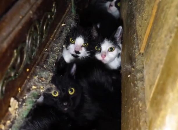 В Париже из гниющей квартирки неадекватной женщины освободили 130 котов