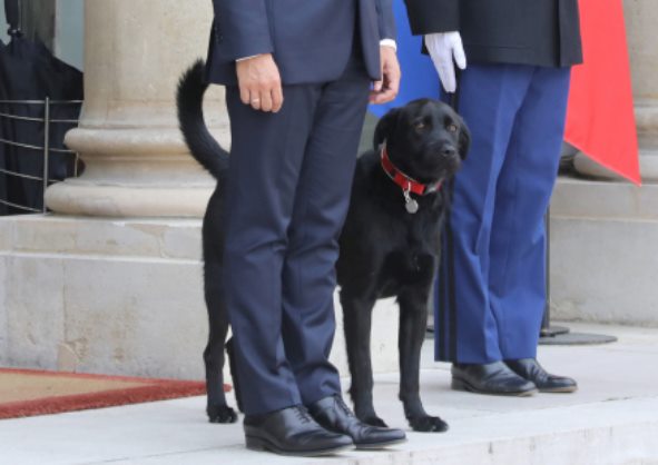 Французский президент взял собаку из приюта
