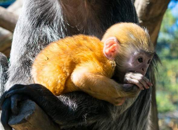 В Новосибирском зоопарке бэби-бум среди приматов