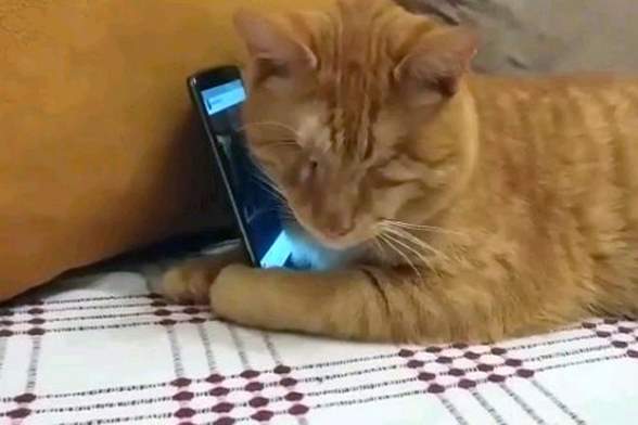 Слепой кот Намик, слушающий музыку на смартфоне, растрогал весь мир