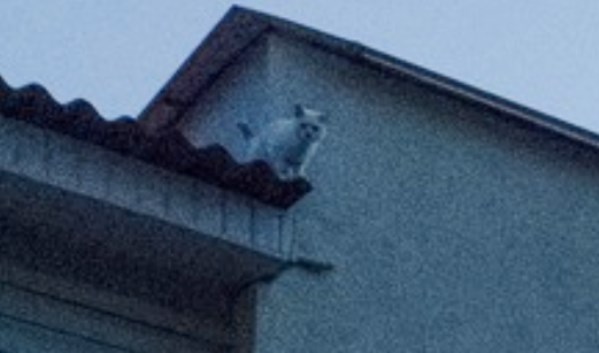 В Лунинце (Беларусь) спасли застрявшего на крыше кафе кота