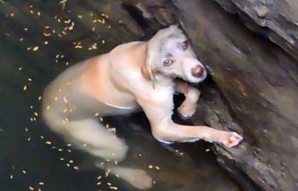 В Индии спасли собаку, которая упала в колодец и еле-еле держалась на плаву