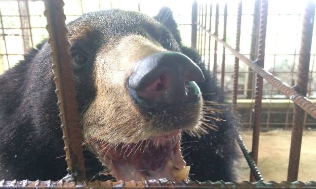 Ветеринары прооперировали медведя с огромным трехкилограммовым языком
