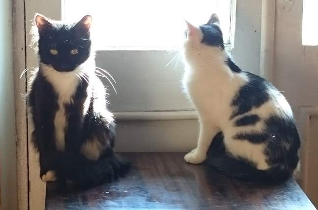 В Зеленодольске волонтеры спасли кошек, брошенных хозяевами при переезде