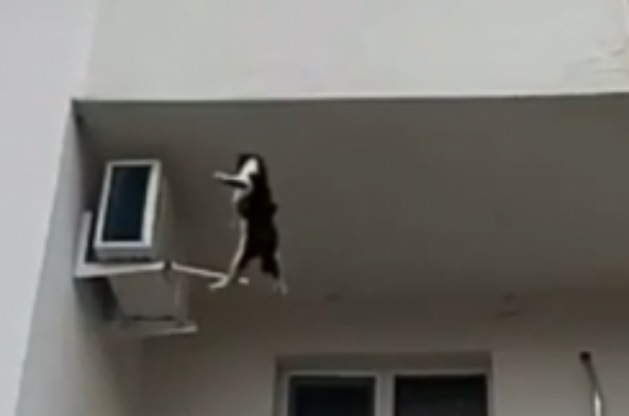Житель Сочи поймал в сумку кошку, выпавшую из окна многоэтаж...