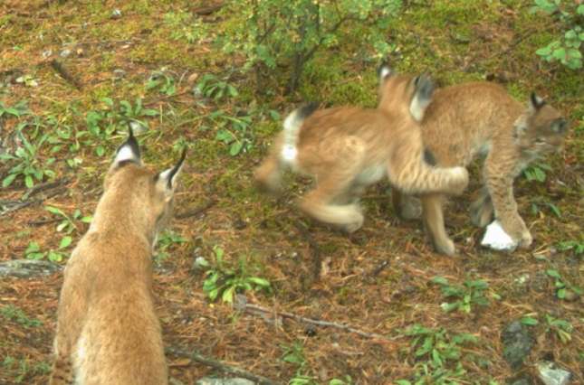В объектив лесной камеры красноярского заповедника попала рысь с котятами