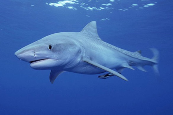 Австралийский океанолог выяснил, что акулы живут еще дольше,...