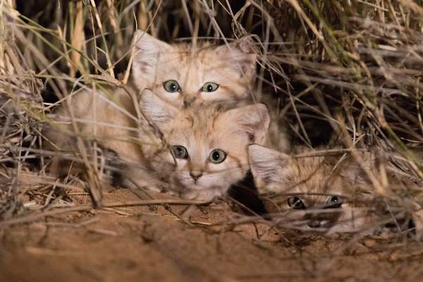 Котят Барханной кошки впервые засняли в дикой природе