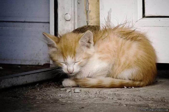 В Карелии зоозащитники начали акцию по спасению брошенных на дачах собак и кошек