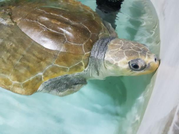 Петербургский океанариум приютил травмированную черепаху с Мальдив