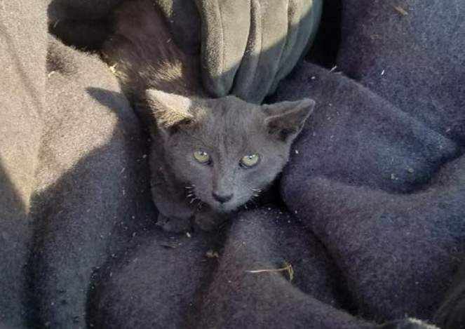 В Калифорнии пожарные спасли котенка, чудом выжившего в большом пожаре