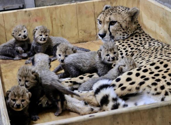 В зоопарке Сент-Луиса зафиксирован вероятный мировой рекорд, самка гепарда родила 8 детенышей за раз