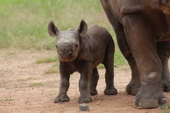 Австралийский зоопарк спасает черных носорогов