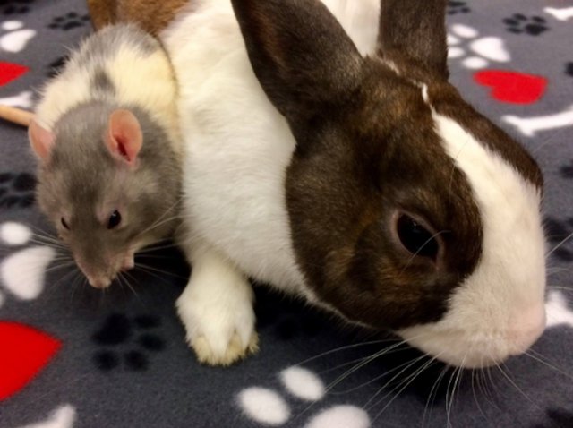 Крыса и кролик настоящие друзья