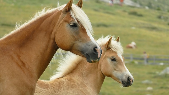 Лошади могут определять настроение человека по его позе