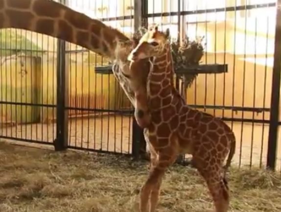 В калининградском зоопарке родился детеныш жирафа