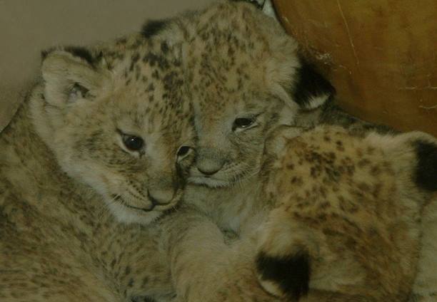 В зоопарке Екатеринбурга родились три львенка
