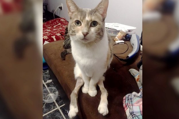 В Индиане с улицы спасли кошку со сросшимися суставами задних ног