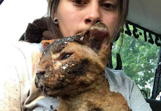 В Калифорнии девушки спасли двух пострадавших от пожара кошек