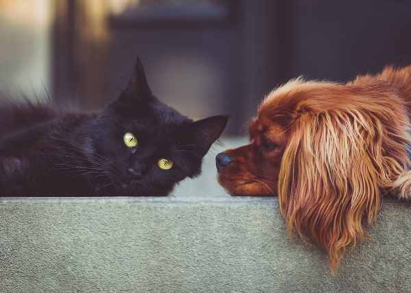 Ученые установили, что собаки в два раза умнее кошек