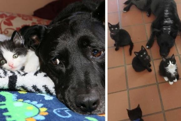 Питбуль стал лучшей приемной мамой для приютских котят