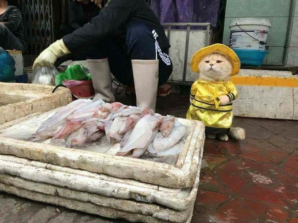 На рынке Вьетнама прославился кот, которого хозяин одевает в разные забавные костюмы