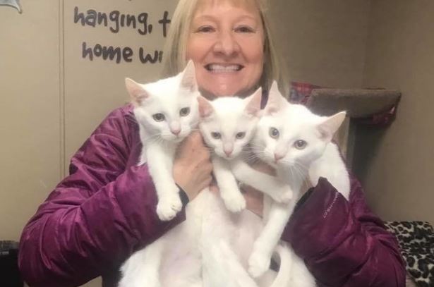 Женщина хотела взять двух котят, но взяла троих, так как не хотела разлучать братьев