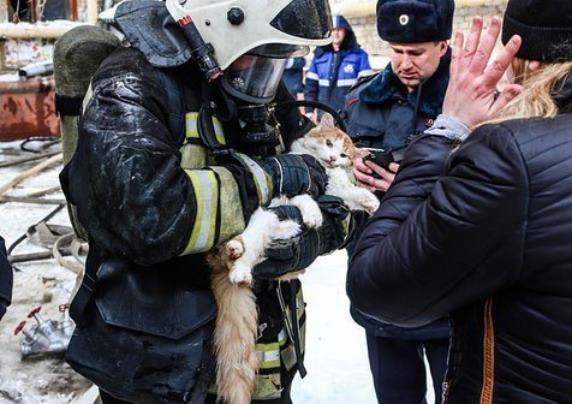 Волгоградские пожарные реанимировали надышавшегося гарью кота