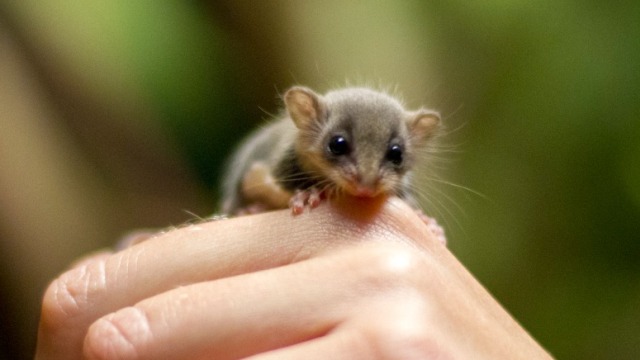 В Австралии родились детеныши одних из самых маленьких животных в мире