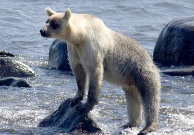 На острове Кунашир заметили необычного бело-бурого медведя