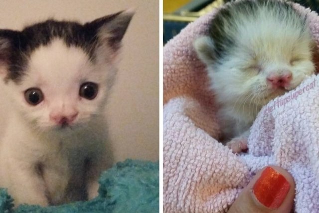 Родившийся с заячьей губой котенок, выброшенный в возрасте 2 дней, превратился в красивую кошку