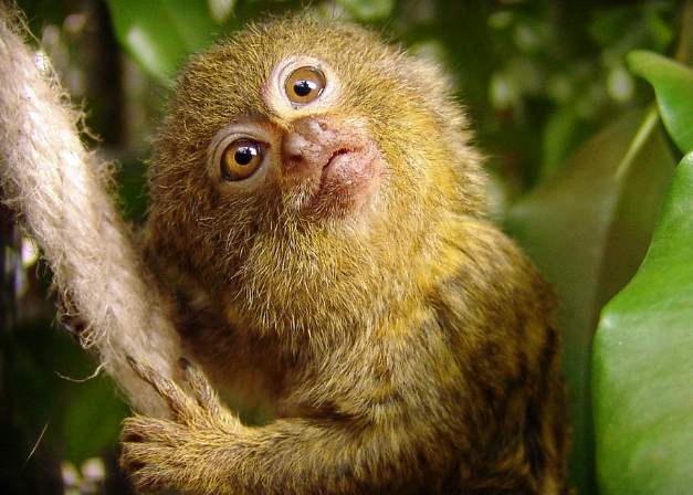 Ученые обнаружили еще один вид самых маленьких обезьян в мире