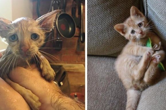 В штате Нью-Йорк девушка спасла котенка из ливневого стока