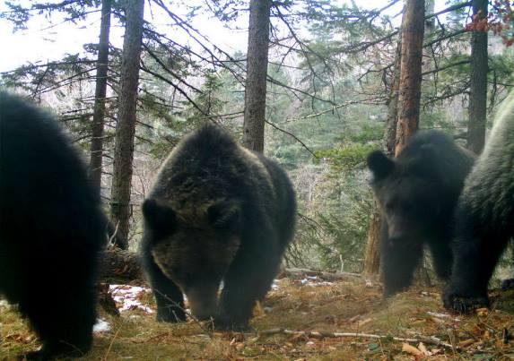В заповеднике «Земля леопарда» впервые в мире медведица вырастила пятерых медвежат