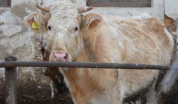 В Польше корова сбежала от скотобойни на остров посреди озера